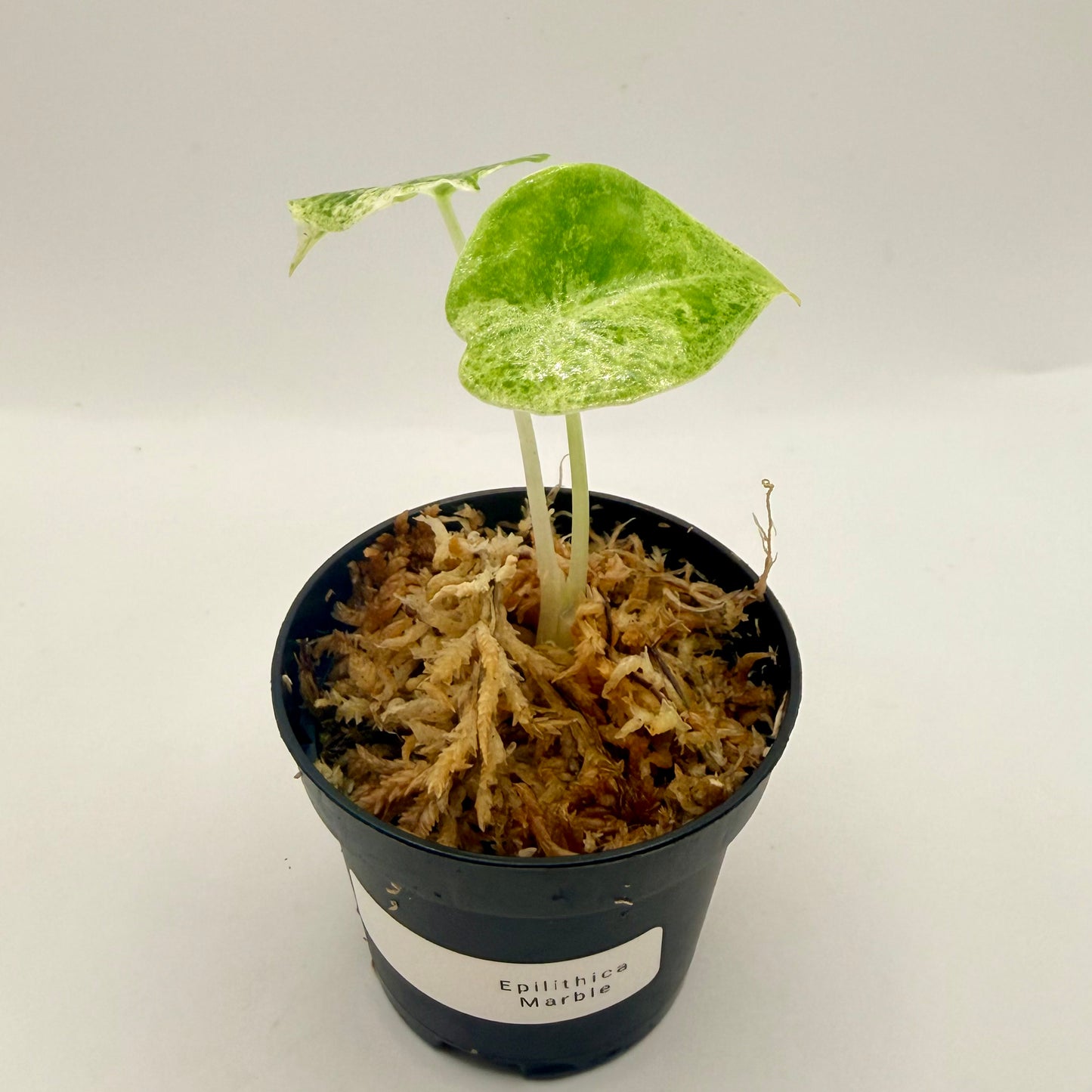 Alocasia Epilithica Marble Variegata