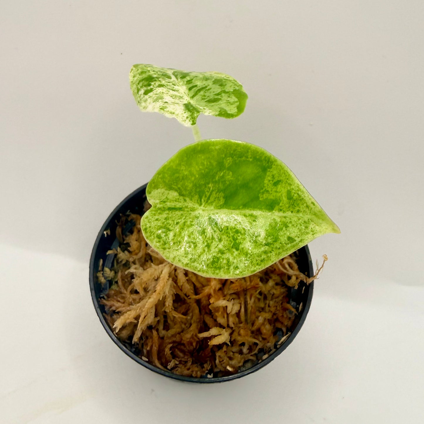 Alocasia Epilithica Marble Variegata