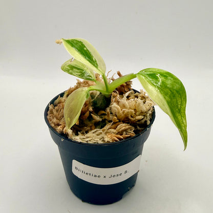 Philodendron Billietiae x José Buono Variegated