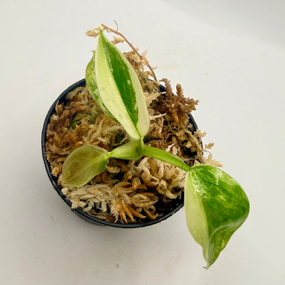 Philodendron Billietiae x José Buono Variegated