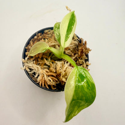 Philodendron Billietiae x José Buono Variegated