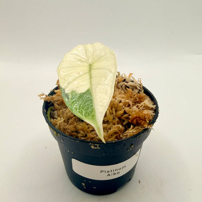 Alocasia Platinum Albo Variegata