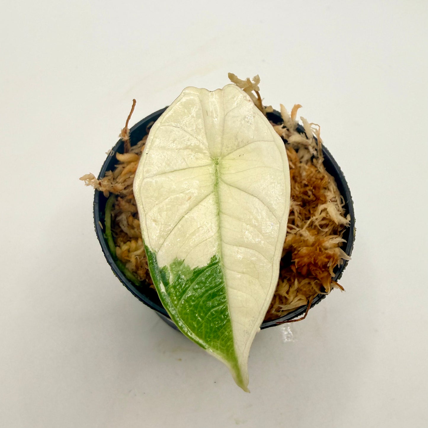 Alocasia Platinum Albo Variegata