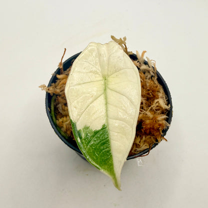 Alocasia Platinum Albo Variegata