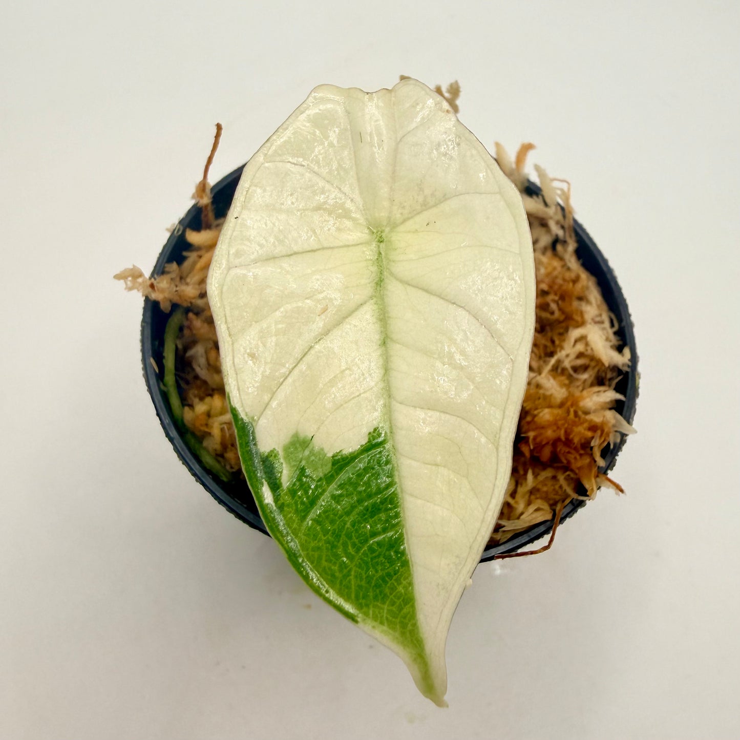 Alocasia Platinum Albo Variegata