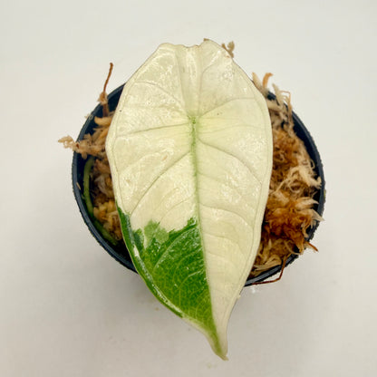 Alocasia Platinum Albo Variegata