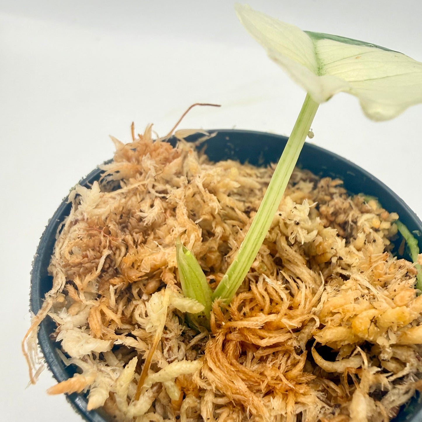 Alocasia Platinum Albo Variegata