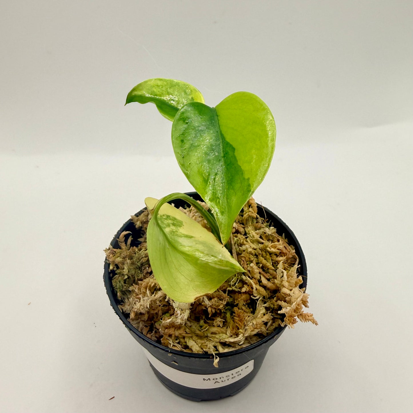 Monstera  Aurea Variegata