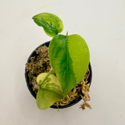 Monstera  Aurea Variegata