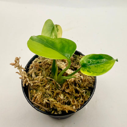 Monstera  Aurea Variegata