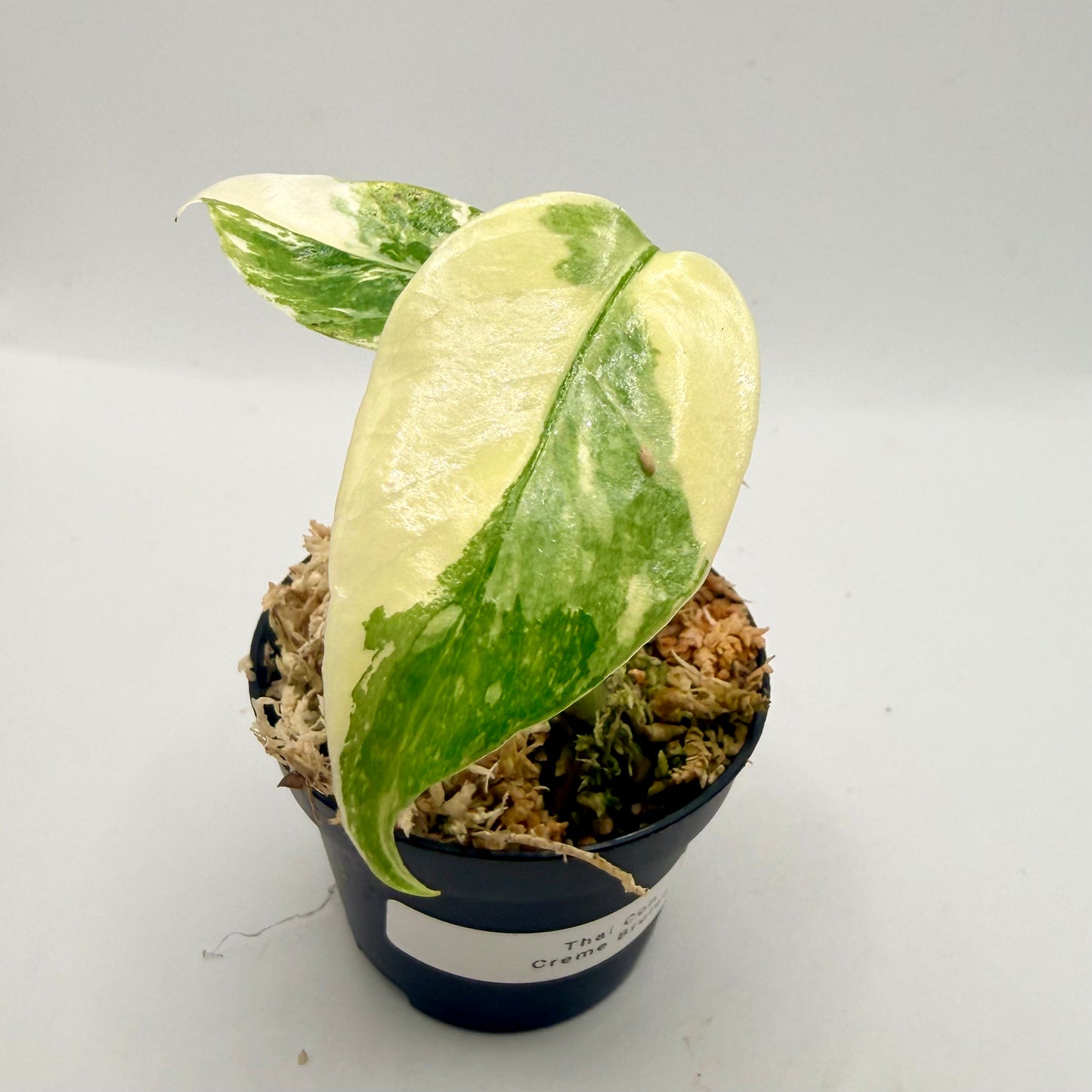 Monstera Thai Con Creme Brulee