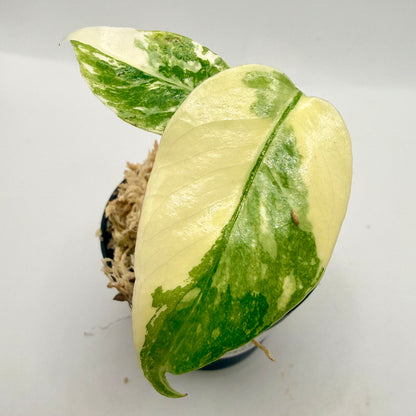 Monstera Thai Con Creme Brulee