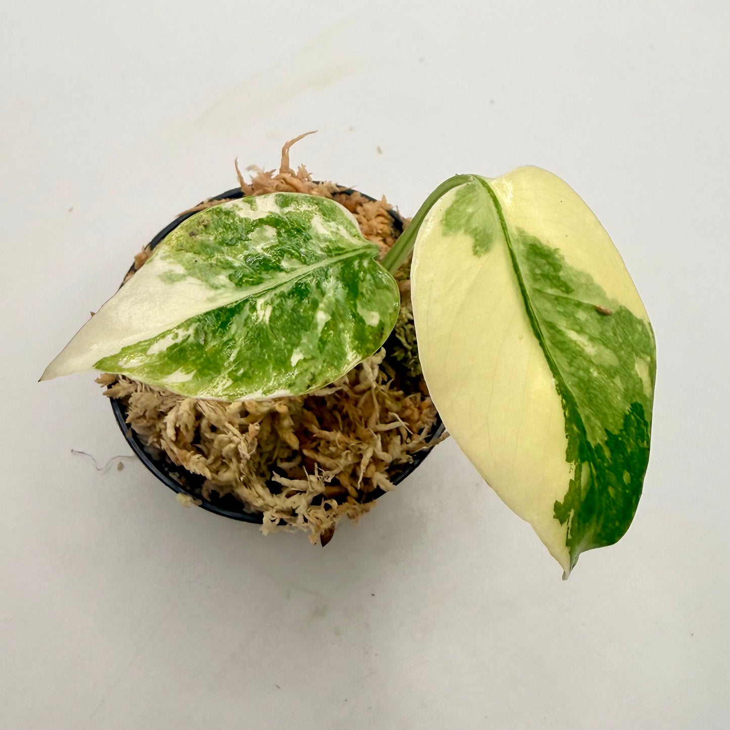 Monstera Thai Con Creme Brulee