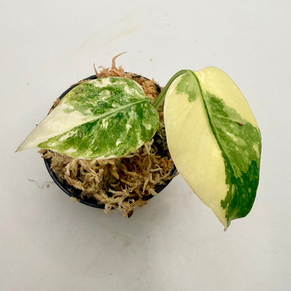 Monstera Thai Con Creme Brulee