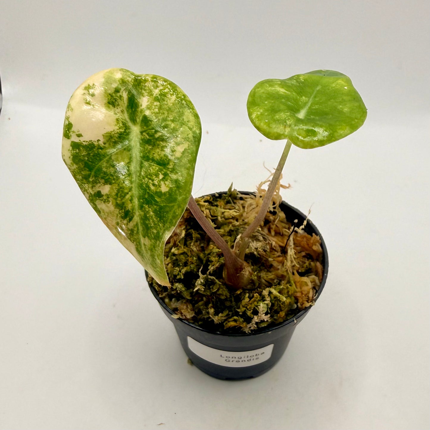 Alocasia Longiloba Grandis Aurea Variegata