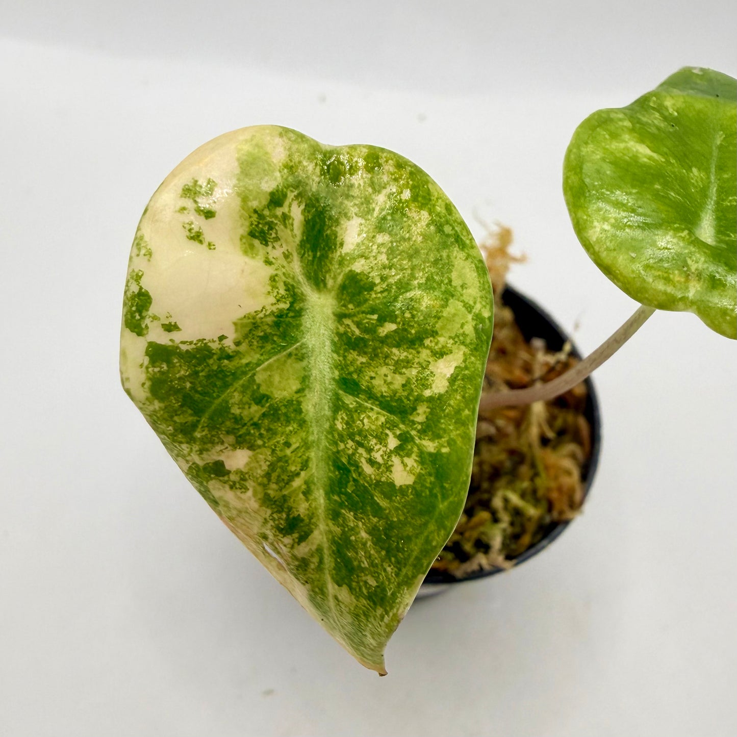 Alocasia Longiloba Grandis Aurea Variegata