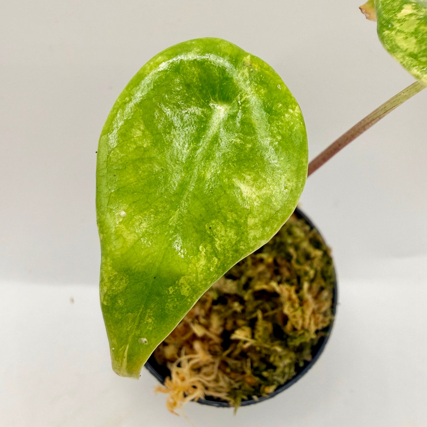 Alocasia Longiloba Grandis Aurea Variegata