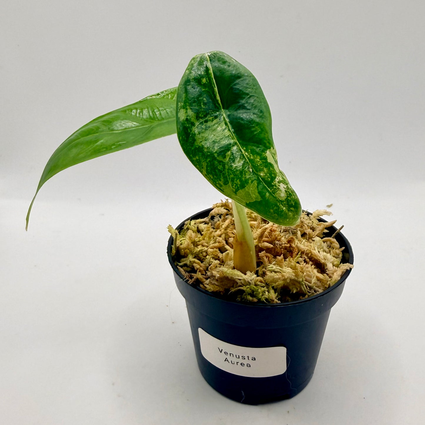 Alocasia Venusta Aurea Variegata