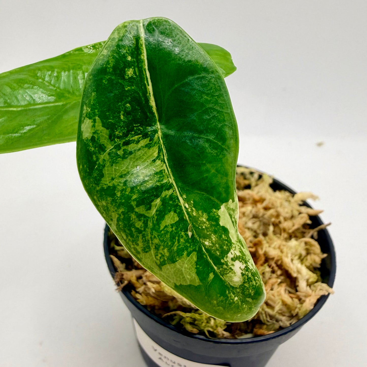 Alocasia Venusta Aurea Variegata