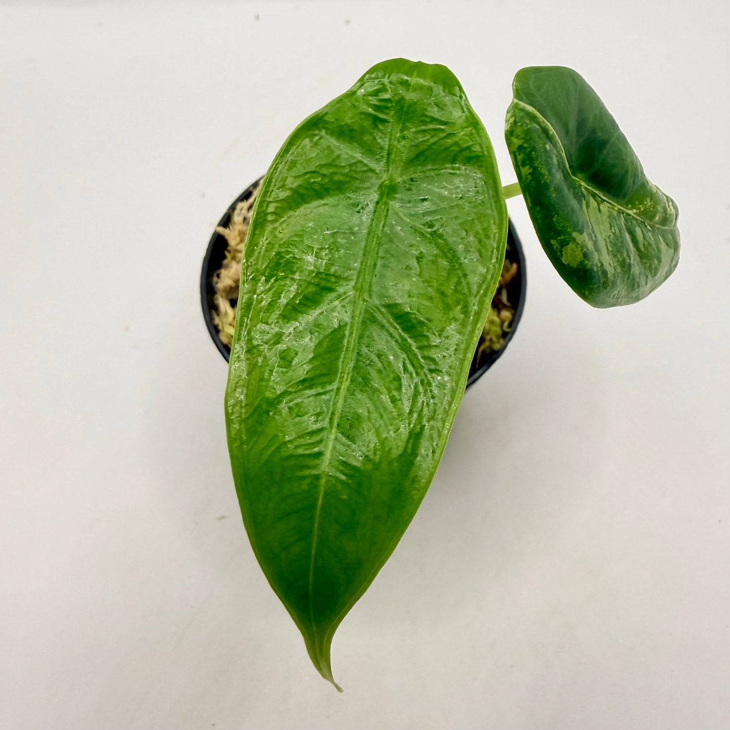 Alocasia Venusta Aurea Variegata
