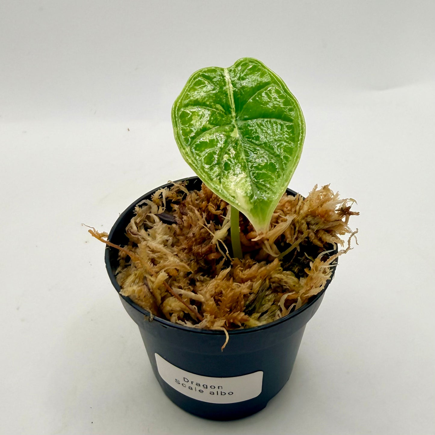 Alocasia Dragon Scale Albo Variegata