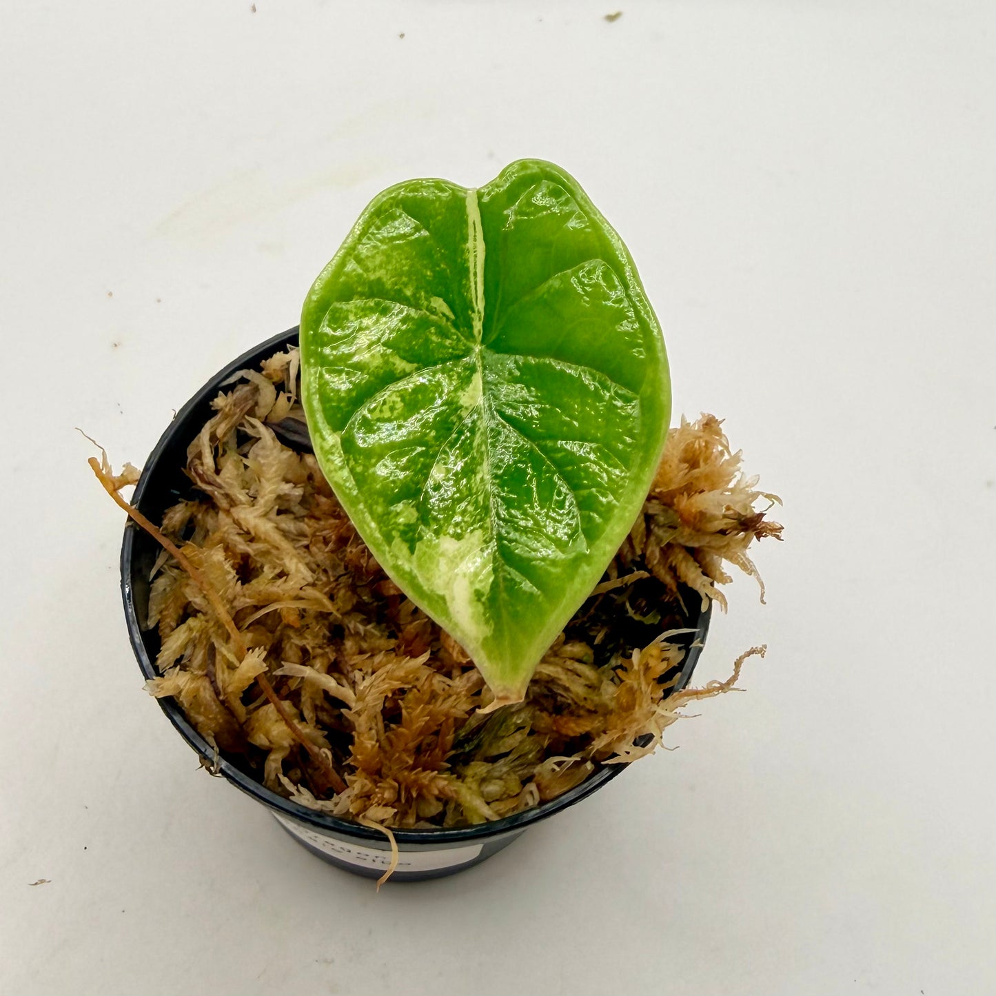 Alocasia Dragon Scale Albo Variegata