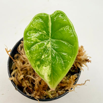 Alocasia Dragon Scale Albo Variegata