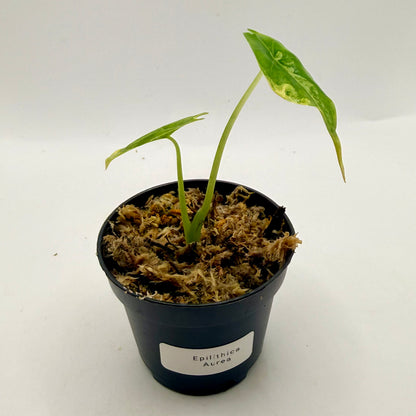 Alocasia Epilithica Aurea Variegata