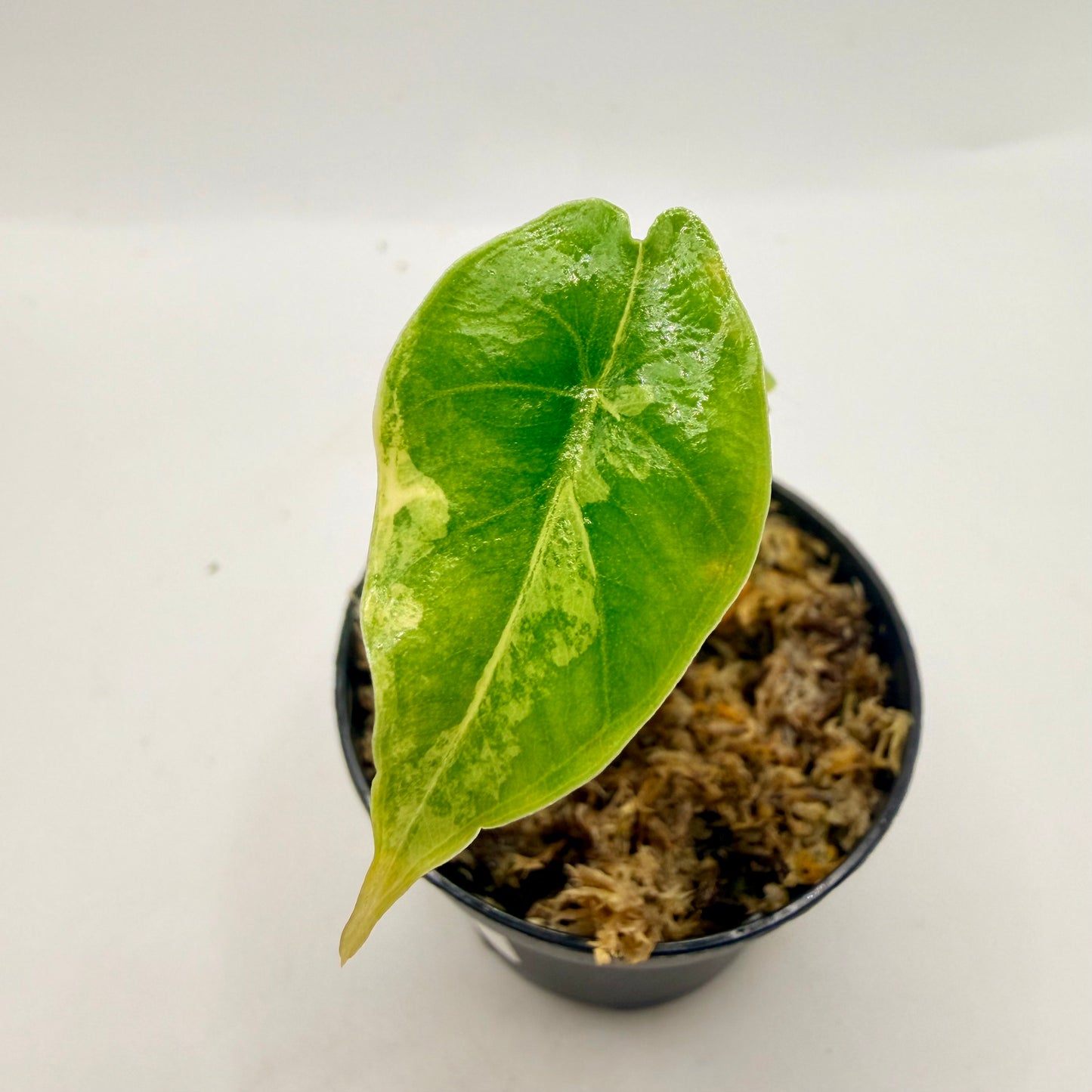 Alocasia Epilithica Aurea Variegata