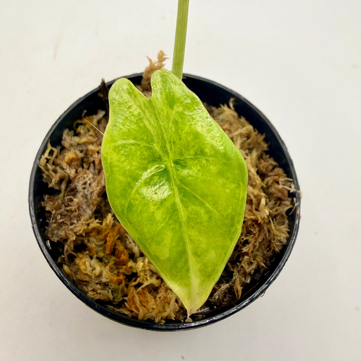 Alocasia Epilithica Aurea Variegata