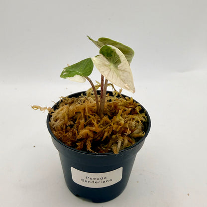 Alocasia Pseudo Sanderiana Albo/Pink Variegata