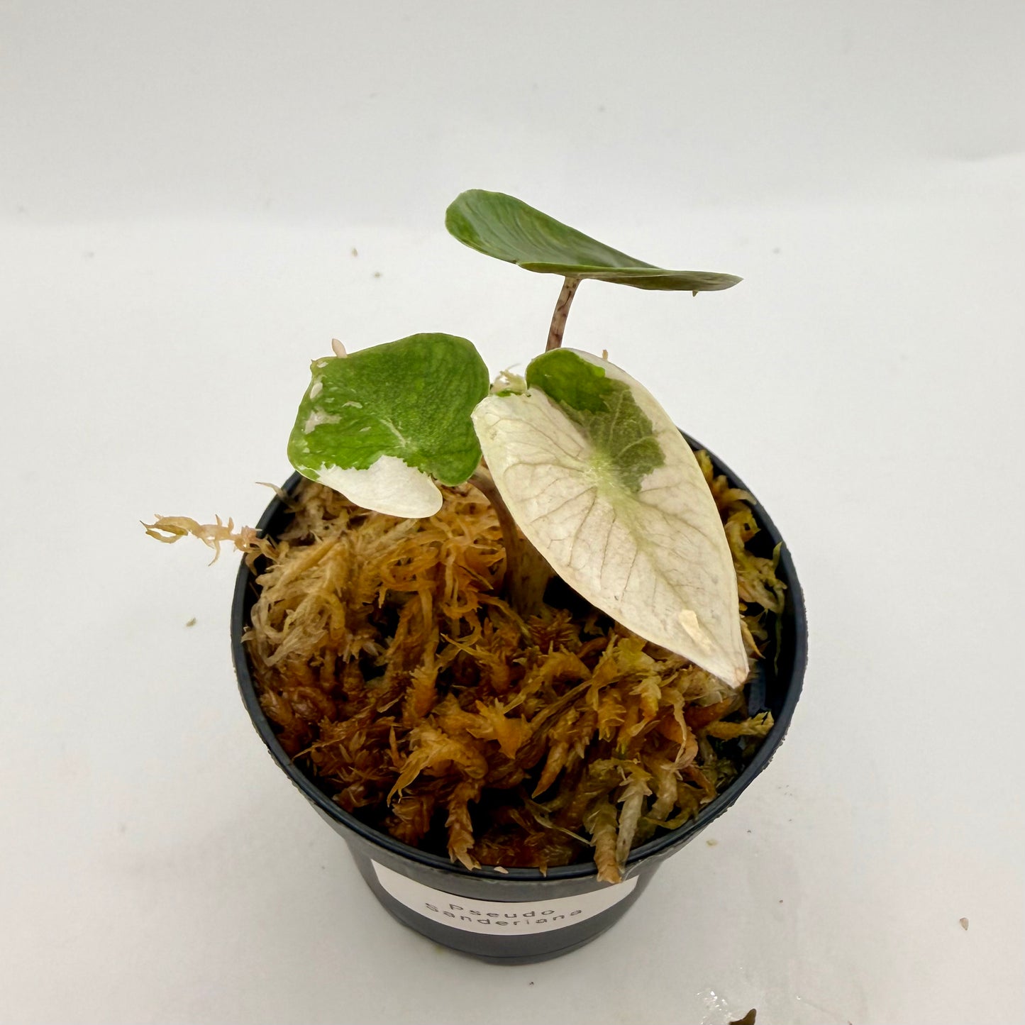 Alocasia Pseudo Sanderiana Albo/Pink Variegata