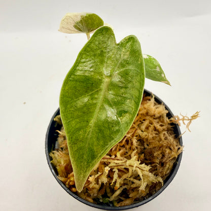 Alocasia Pseudo Sanderiana Albo/Pink Variegata