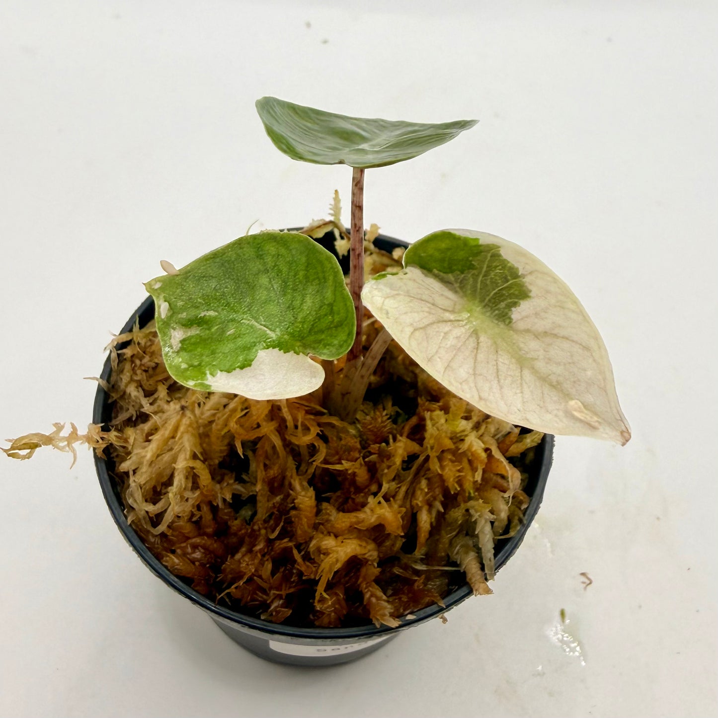 Alocasia Pseudo Sanderiana Albo/Pink Variegata