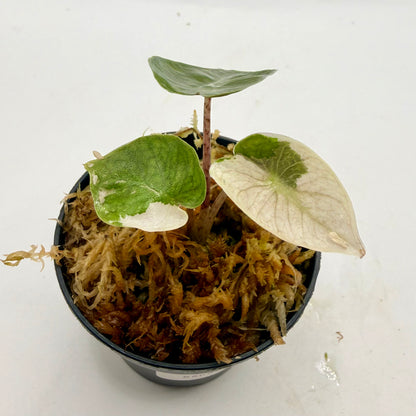 Alocasia Pseudo Sanderiana Albo/Pink Variegata
