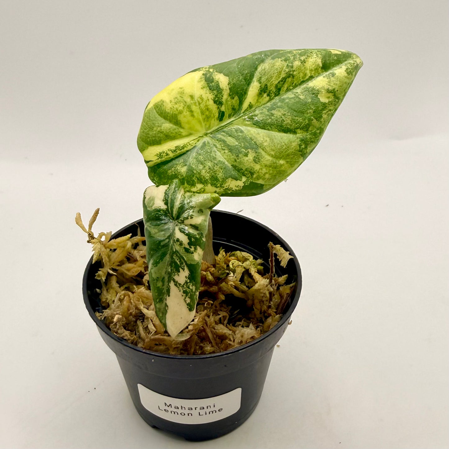 Alocasia Maharani Lemon Lime Variegata