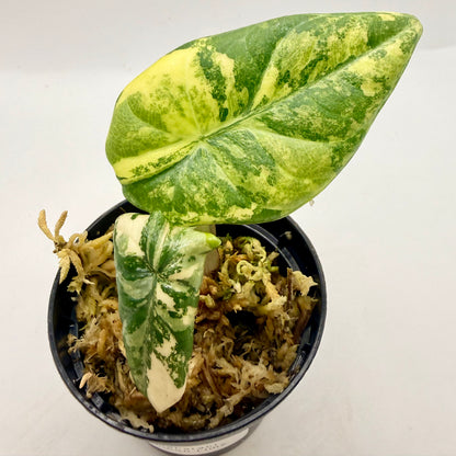 Alocasia Maharani Lemon Lime Variegata