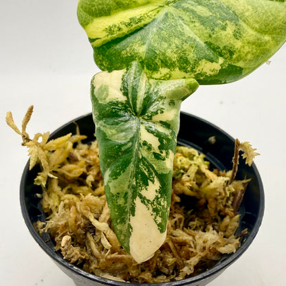 Alocasia Maharani Lemon Lime Variegata