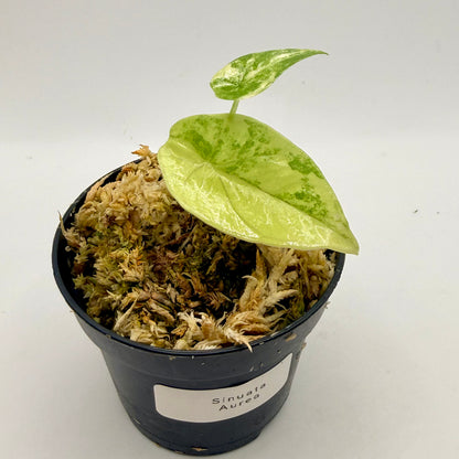 Alocasia Sinuata Aurea Variegata