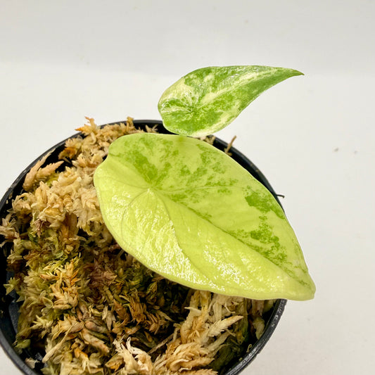 Alocasia Sinuata Aurea Variegata