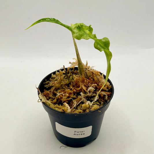 Alocasia Portei Aurea Variegata