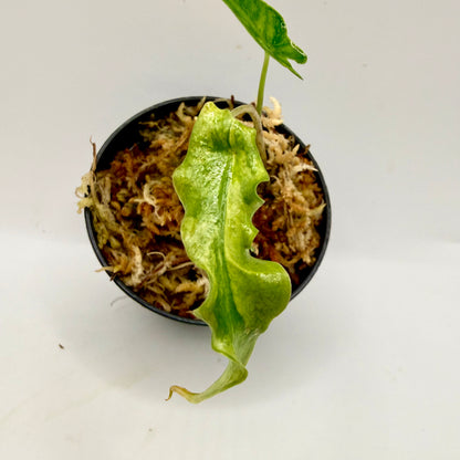 Alocasia Portei Aurea Variegata