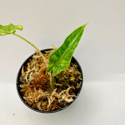 Alocasia Portei Aurea Variegata