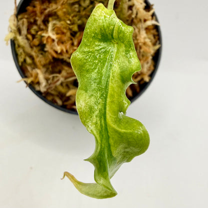 Alocasia Portei Aurea Variegata