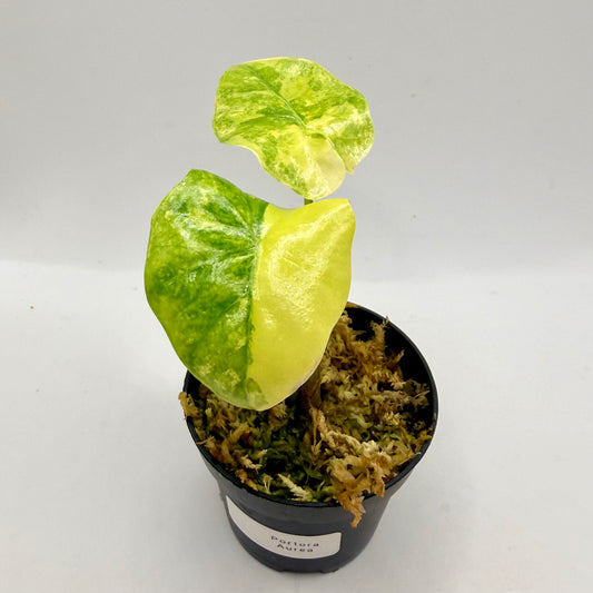 Alocasia Portora Aurea Variegata