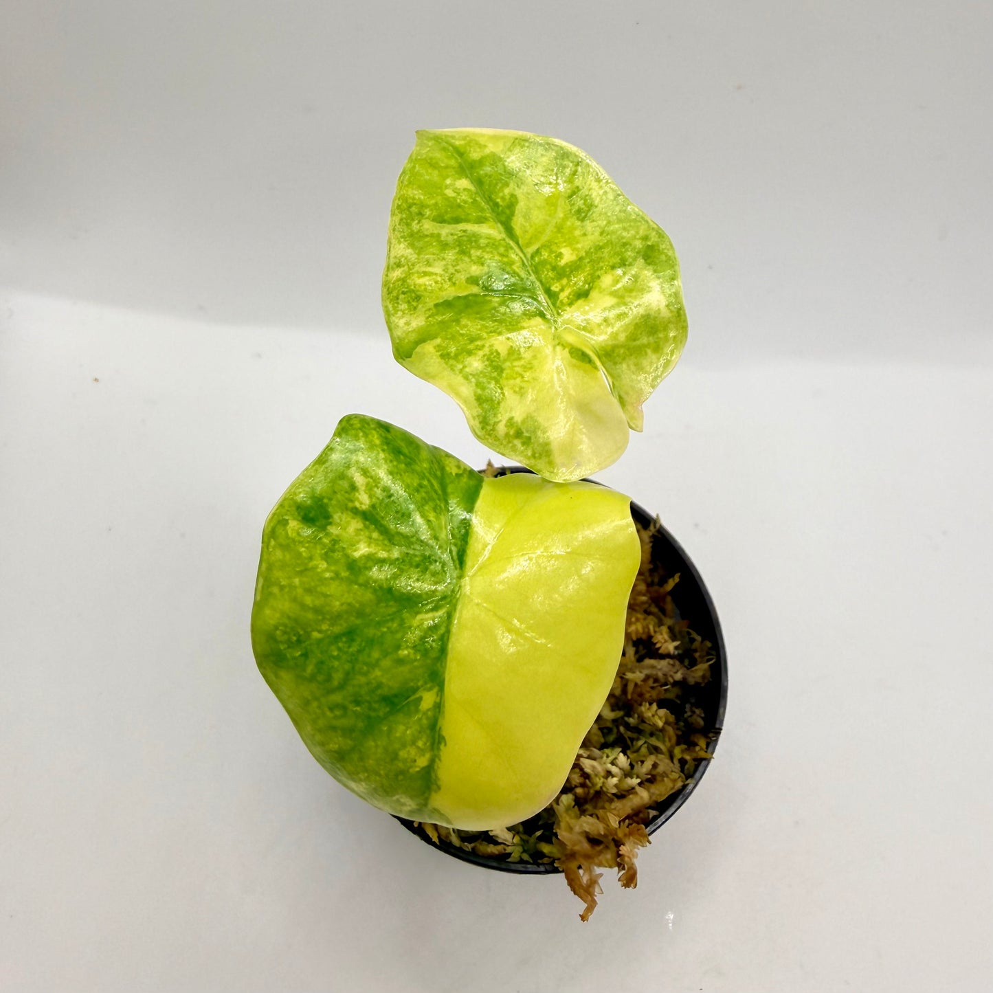 Alocasia Portora Aurea Variegata