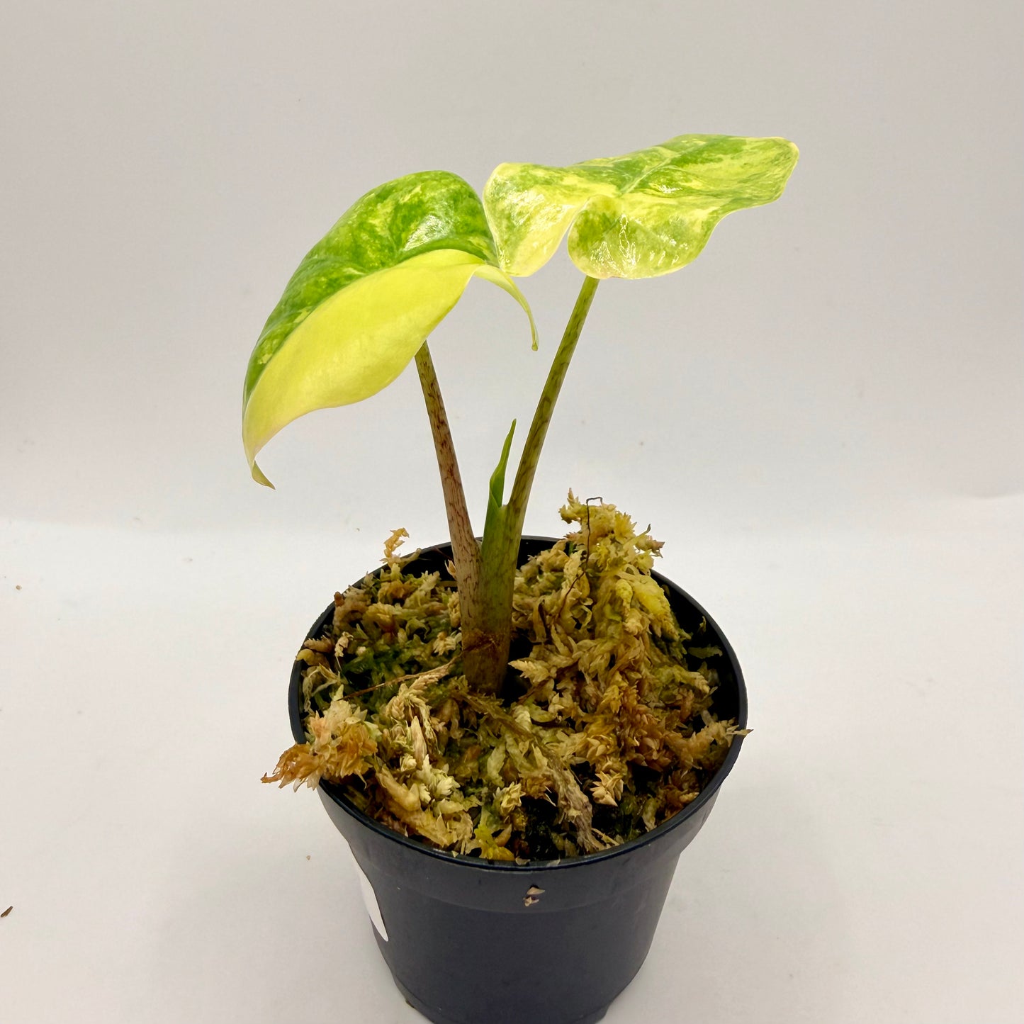 Alocasia Portora Aurea Variegata