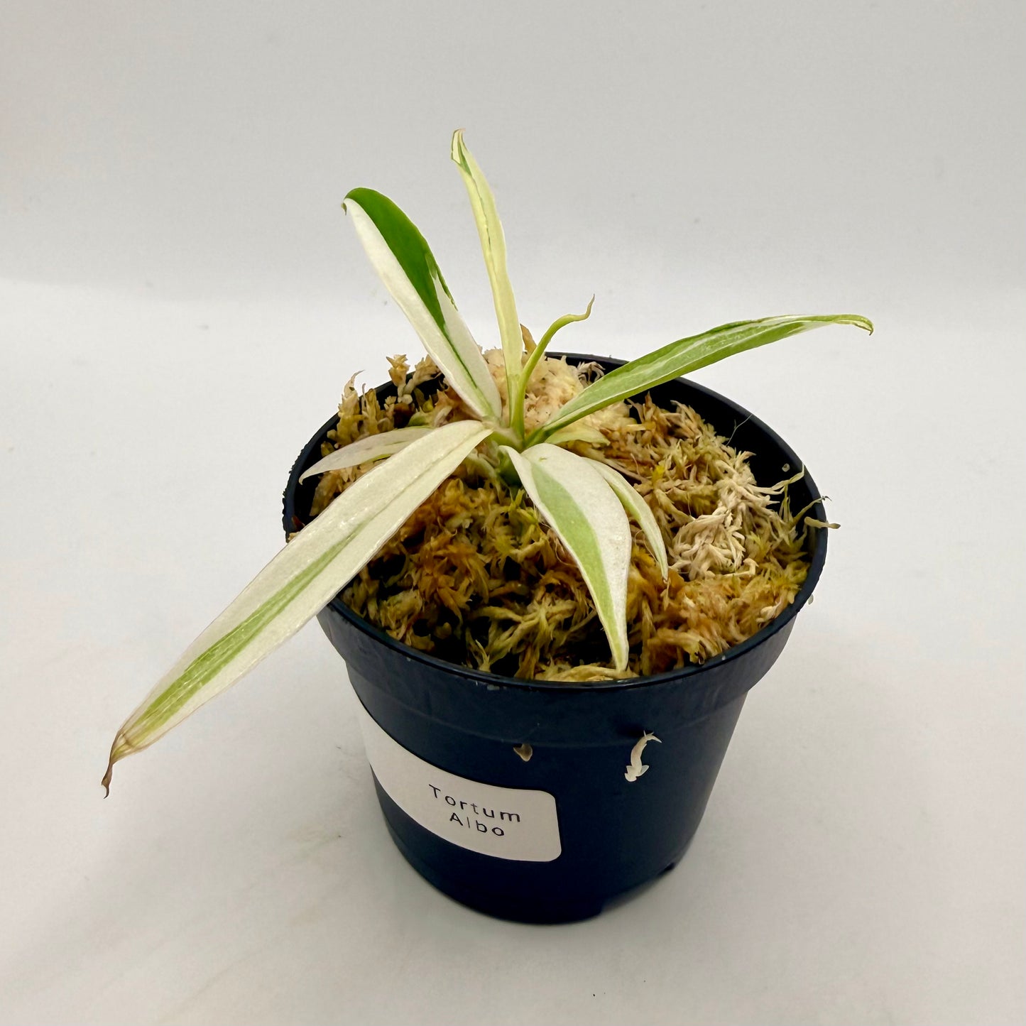 Philodendron Tortum Albo Variegated