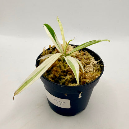 Philodendron Tortum Albo Variegated
