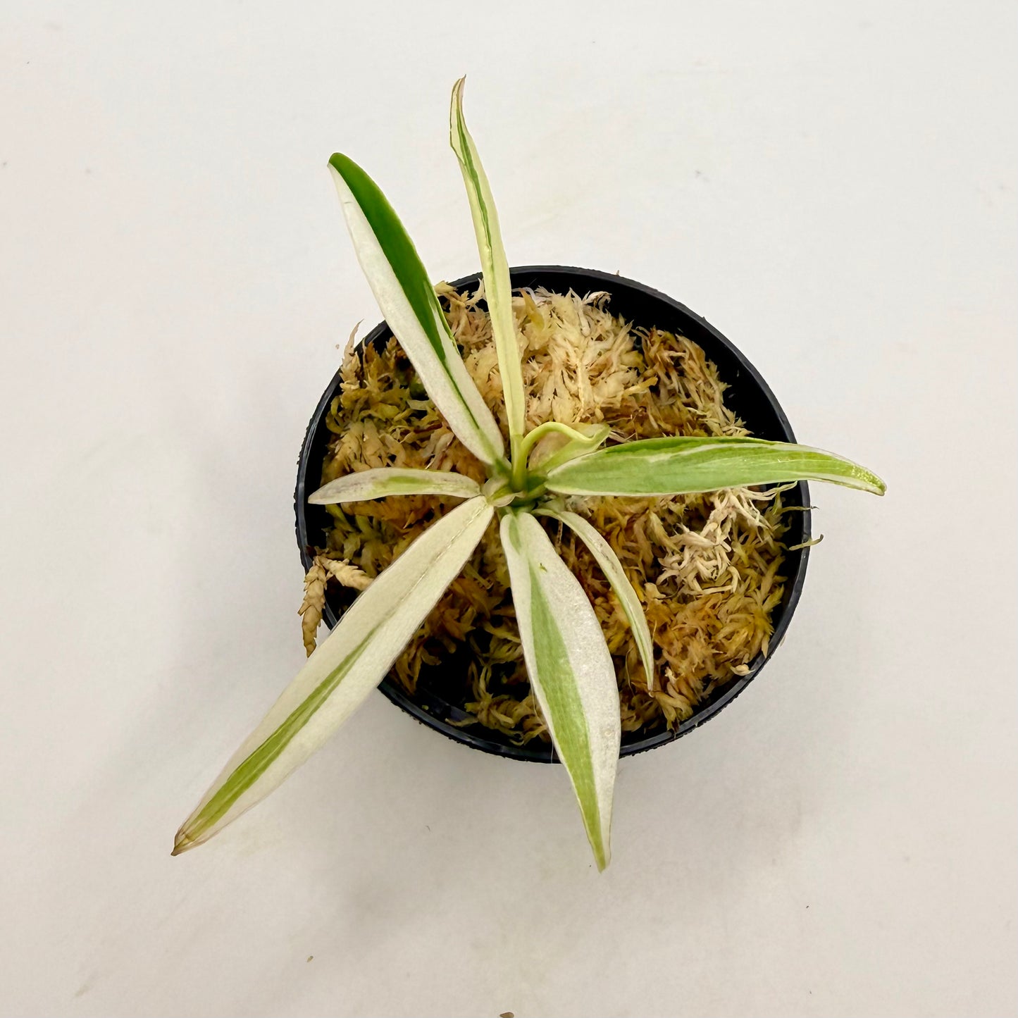 Philodendron Tortum Albo Variegated